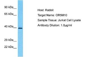 Host: Rabbit Target Name: OR5M10 Sample Type: Jurkat Whole Cell lysates Antibody Dilution: 1.