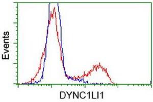 Image no. 2 for anti-Dynein, Cytoplasmic 1, Light Intermediate Chain 1 (DYNC1LI1) antibody (ABIN1497934) (DYNC1LI1 Antikörper)