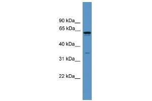Western Blot showing OR2C1 antibody used at a concentration of 1. (OR2C1 Antikörper  (C-Term))