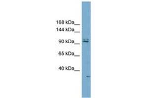 Image no. 1 for anti-Membrane Associated DNA Binding Protein (RC3H2) (AA 395-444) antibody (ABIN6743166) (RC3H2 Antikörper  (AA 395-444))