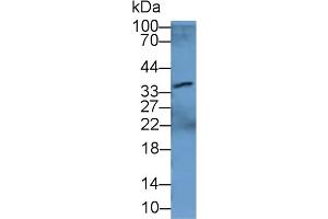 Western Blotting (WB) image for Crystallin, lambda 1 (CRYL1) ELISA Kit (ABIN6574322)