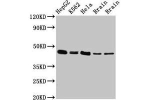Western Blot Positive WB detected in: HepG2 whole cell lysate, K562 whole cell lysate, Hela whole cell lysate, Rat brain tissue, Mouse brain tissue All lanes: FLOT1 antibody at 3 μg/mL Secondary Goat polyclonal to rabbit IgG at 1/50000 dilution Predicted band size: 48, 43 kDa Observed band size: 48 kDa (Flotillin 1 Antikörper  (AA 169-251))