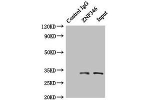 Immunoprecipitating ZNF346 in HepG2 whole cell lysate Lane 1: Rabbit control IgG (1 μg) instead of ABIN7176252 in HepG2 whole cell lysate.