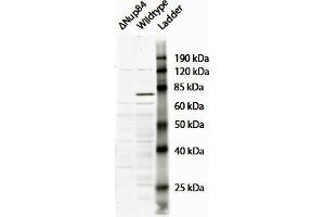 ABIN768621 (2µg/ml) staining of Saccharomyces cerevisiae S288c lysate (35µg protein in RIPA buffer). (NUP107 Antikörper  (N-Term))