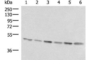 Western blot analysis of 293T K562 and HepG2 cell lysates using RHAG Polyclonal Antibody at dilution of 1:1600 (RHAG Antikörper)