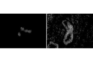 Chd5 antibody (mAb) (Clone 5A10) tested by immunofluorescence. (CHD5 Antikörper  (C-Term))
