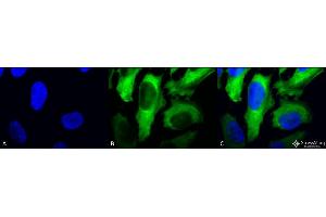 Immunocytochemistry/Immunofluorescence analysis using Mouse Anti-Hsp27 Monoclonal Antibody, Clone 5D12-A3 . (HSP27 Antikörper  (PE))