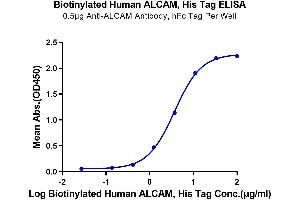 Immobilized Anti-ALCAM Antibody, hFc Tag at 5 μg/mL (100 μL/well) on the plate. (CD166 Protein (AA 28-526) (His tag,Biotin))