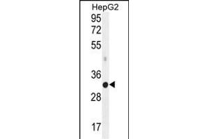 MED6 Antibody (C-term) (ABIN656028 and ABIN2845402) western blot analysis in HepG2 cell line lysates (35 μg/lane). (MED6 Antikörper  (C-Term))
