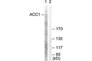 Western blot analysis of extracts from NIH-3T3 cells, treated with PMA 125ng/ml 30', using ACC1 (Ab-80) Antibody. (Acetyl-CoA Carboxylase alpha Antikörper  (AA 46-95))