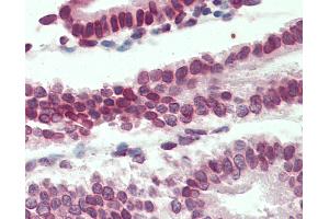 Anti-LMNB1 / Lamin B1 antibody IHC staining of human uterus. (Lamin B1 Antikörper  (AA 526-537))