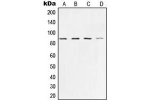 Western Blotting (WB) image for anti-X-Ray Repair Complementing Defective Repair in Chinese Hamster Cells 5 (Double-Strand-Break Rejoining) (XRCC5) (C-Term) antibody (ABIN7297292)