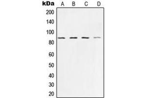 Western blot analysis of Ku80 expression in HeLa (A), A673 (B), A549 (C), COS7 (D) whole cell lysates. (XRCC5 Antikörper  (C-Term))