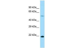 Host: Rabbit Target Name: Rpl17 Sample Type: Rat Pancreas lysates Antibody Dilution: 1.