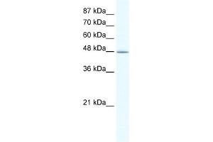 DMAP1 antibody (20R-1081) used at 0. (DMAP1 Antikörper  (N-Term))