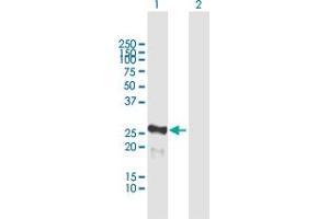 Western Blot analysis of MIS12 expression in transfected 293T cell line by MIS12 MaxPab polyclonal antibody.