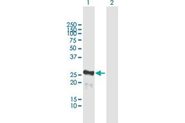 MIS12 antibody  (AA 1-205)