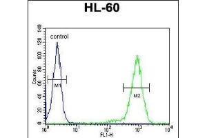 SIA8C Antibody (C-term) (ABIN651785 and ABIN2840398) flow cytometric analysis of HL-60 cells (right histogram) compared to a negative control cell (left histogram). (ST8SIA3 Antikörper  (C-Term))