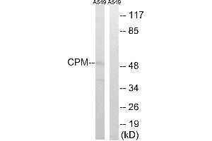Western blot analysis of extracts from A549 cells, using CPM antibody. (CPM Antikörper)