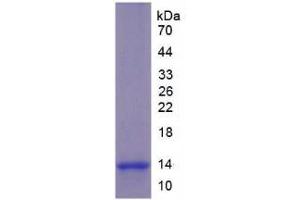 SDS-PAGE analysis of Mouse Chorionic Gonadotropin alpha Polypeptide Protein. (Glycoprotein Hormones, alpha Polypeptide (CGA) Peptid)