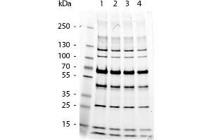 SDS-Page of Protein Molecular Weight Marker.