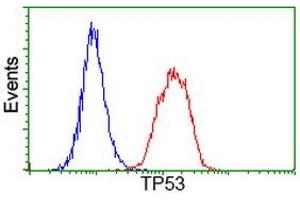 Image no. 6 for anti-Tumor Protein P53 (TP53) antibody (ABIN1499968) (p53 Antikörper)