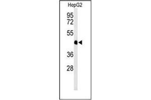 Western Blotting (WB) image for anti-Hemochromatosis Type 2 (Juvenile) (HFE2) (AA 520-550), (C-Term) antibody (ABIN952726)