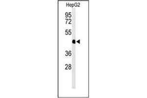 Western blot analysis of HFE2 / Hemojuvelin Antibody (C-term) in HepG2 cell line lysates (35ug/lane). (HFE2 Antikörper  (C-Term))