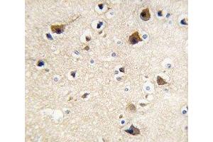 IHC analysis of FFPE human brain tissue stained with Calmodulin antibody (Calmodulin 1 Antikörper  (AA 117-149))