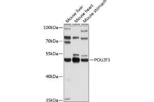 Western blot analysis of extracts of various cell lines, using POU2F3 Antibody (ABIN6131135, ABIN6145982, ABIN6145983 and ABIN6214169) at 1:1000 dilution.