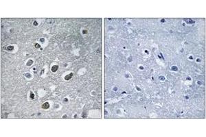 Immunohistochemistry analysis of paraffin-embedded human brain tissue, using MARCH4 Antibody.
