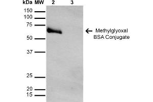 Western Blot analysis of Methylglyoxal-BSA Conjugate showing detection of 67 kDa Methylglyoxal-BSA using Mouse Anti-Methylglyoxal Monoclonal Antibody, Clone 9F11 . (Methylglyoxal (MG) Antikörper (Biotin))