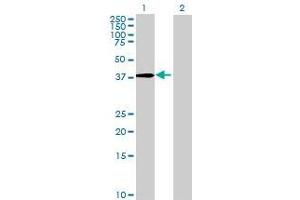 Lane 1: KHDRBS1 transfected lysate ( 41 KDa) Lane 2: Non-transfected lysate. (KHDRBS1 293T Cell Transient Overexpression Lysate(Denatured))