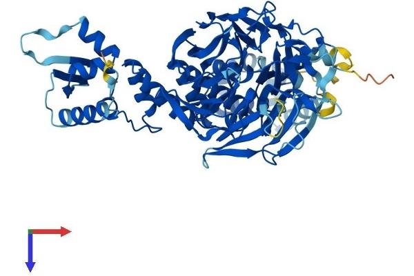 GAN Protein (AA 1-597) (His tag)