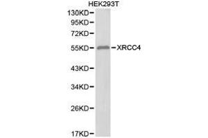 Western Blotting (WB) image for anti-X-Ray Repair Complementing Defective Repair in Chinese Hamster Cells 4 (XRCC4) antibody (ABIN1875367)