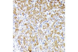Immunohistochemistry (IHC) image for anti-Diazepam Binding Inhibitor (DBI) (AA 1-114) antibody (ABIN6139420)