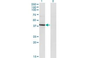 Western Blot analysis of HDAC8 expression in transfected 293T cell line by HDAC8 monoclonal antibody (M07), clone 2F4. (HDAC8 Antikörper  (AA 1-100))