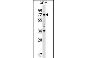 RORC Antibody (Center) (ABIN657708 and ABIN2846699) western blot analysis in CEM cell line lysates (35 μg/lane). (RORC Antikörper  (AA 187-216))