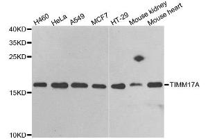 Western blot analysis of extracts of various cell lines, using TIMM17A antibody.