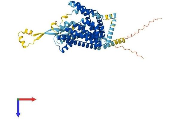 SLC1A3 Protein (AA 1-542) (His tag)