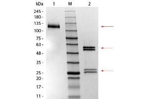 SDS-PAGE of Mouse IgG1 Isotype Control.
