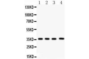 Anti- PBK Picoband antibody, Western blotting All lanes: Anti PBK  at 0. (PBK Antikörper  (AA 71-322))