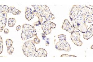 Immunohistochemistry (IHC) image for anti-Junctional Adhesion Molecule 2 (JAM2) (AA 74-250) antibody (ABIN7440674)