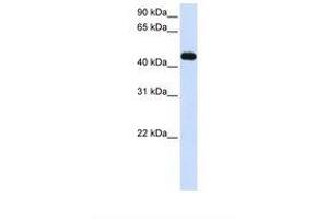 Image no. 1 for anti-Makorin Ring Finger Protein 2 (MKRN2) (AA 326-375) antibody (ABIN6738062) (MKRN2 Antikörper  (AA 326-375))