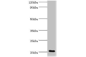 Western blot All lanes: Prion-like protein doppel antibody at 2 μg/mL + Mouse spleen tissue Secondary Goat polyclonal to rabbit IgG at 1/10000 dilution Predicted band size: 20 kDa Observed band size: 20 kDa (PRND Antikörper  (AA 20-160))