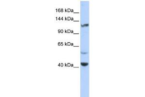 WB Suggested Anti-KCNH3 Antibody Titration:  0.