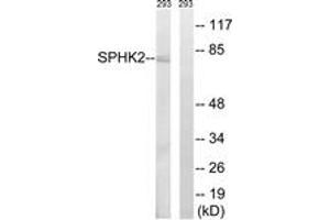 Western blot analysis of extracts from 293 cells, using SPHK2 (Ab-614) Antibody. (SPHK2 Antikörper  (AA 580-629))