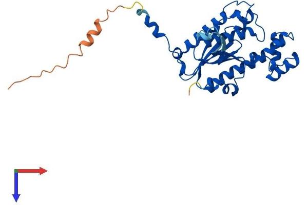 THG1L Protein (AA 1-298) (His tag)