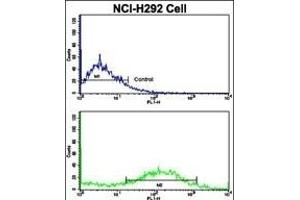 Flow cytometric analysis of NCI- cells using Calponin-1 Antibody (N-term)(bottom histogram) compared to a negative control cell (top histogram). (CNN1 Antikörper  (N-Term))