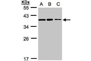 WB Image Sample(30 ug whole cell lysate) A:H1299 B:HeLa S3, C:Hep G2 , 12% SDS PAGE antibody diluted at 1:3000 (C9orf78 Antikörper)